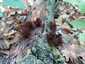 Pihe nyálkagomba (Stemonitis fusca), Budai-hegység
